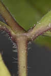 Common catchfly